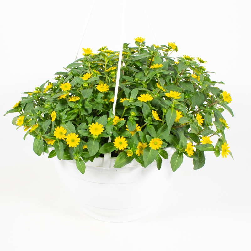 Sanvitalia procumbens sunvy trailing