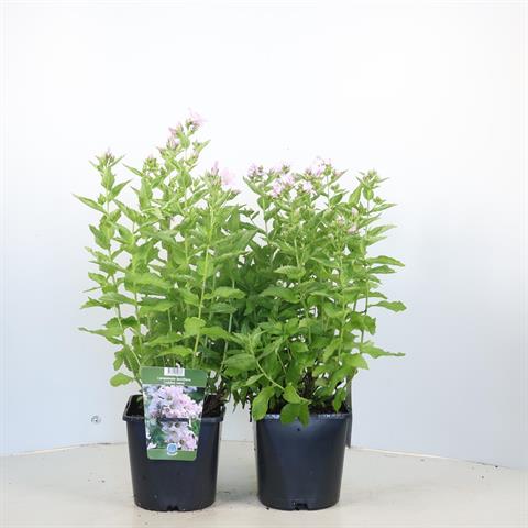 campanula