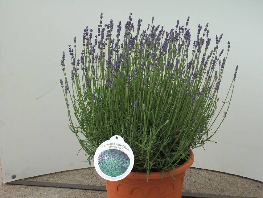 lavande - lavandula
