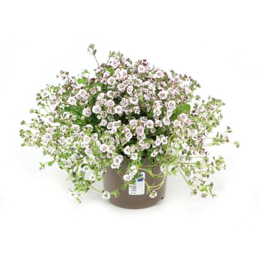 Gypsophila creatoides pretty maid