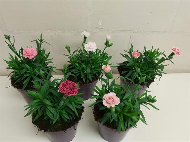Dianthus