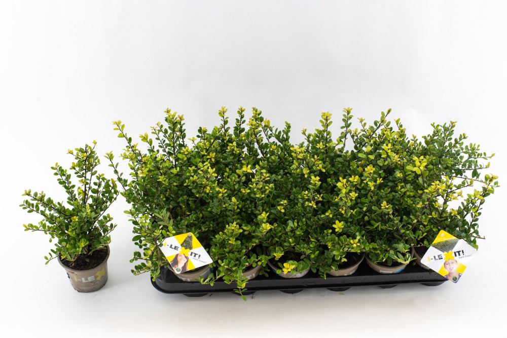 ilex