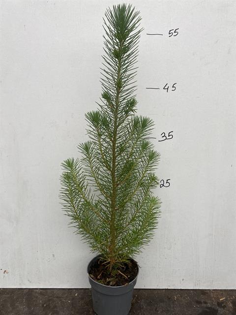pinus