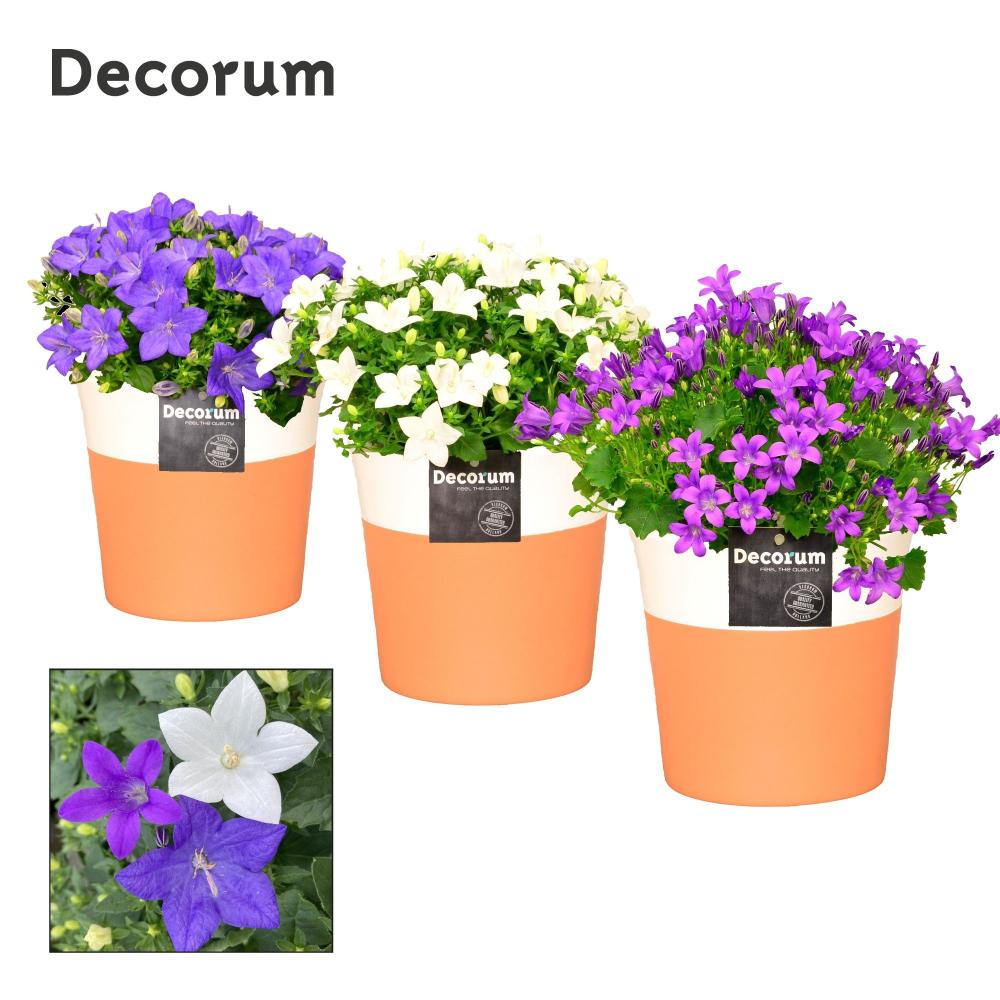 campanula