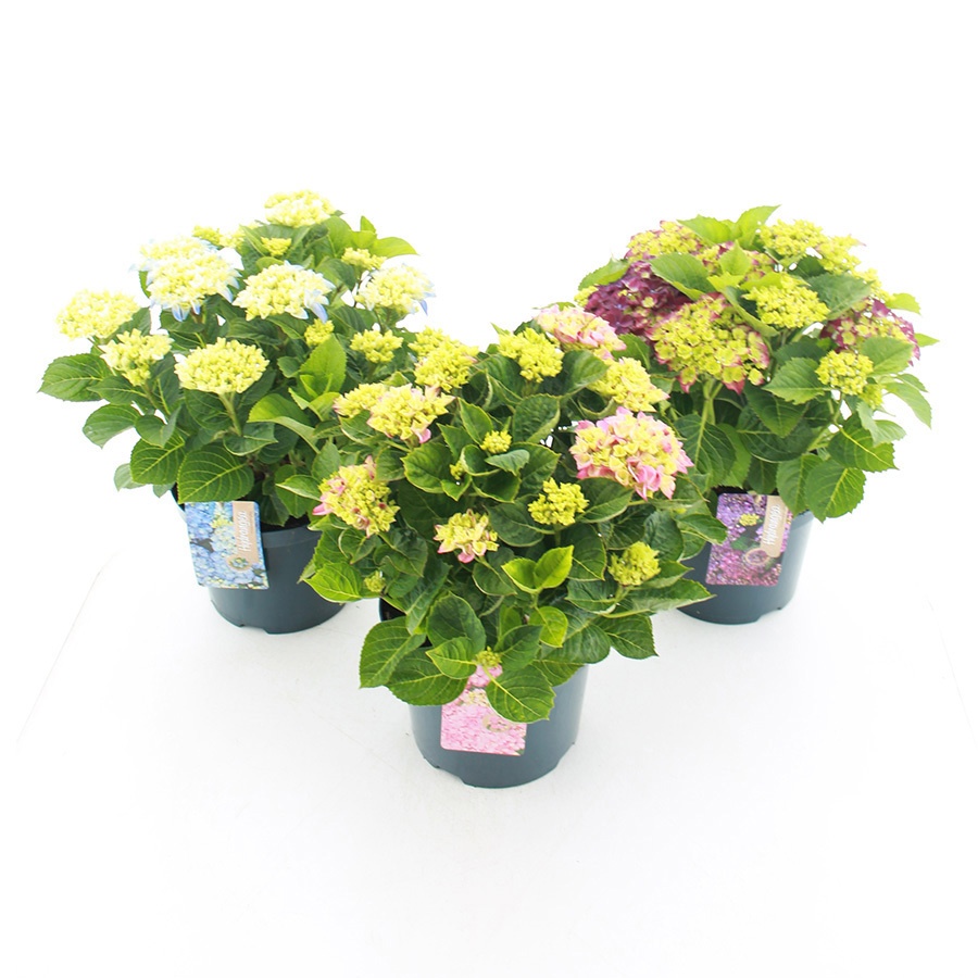 hydrangea