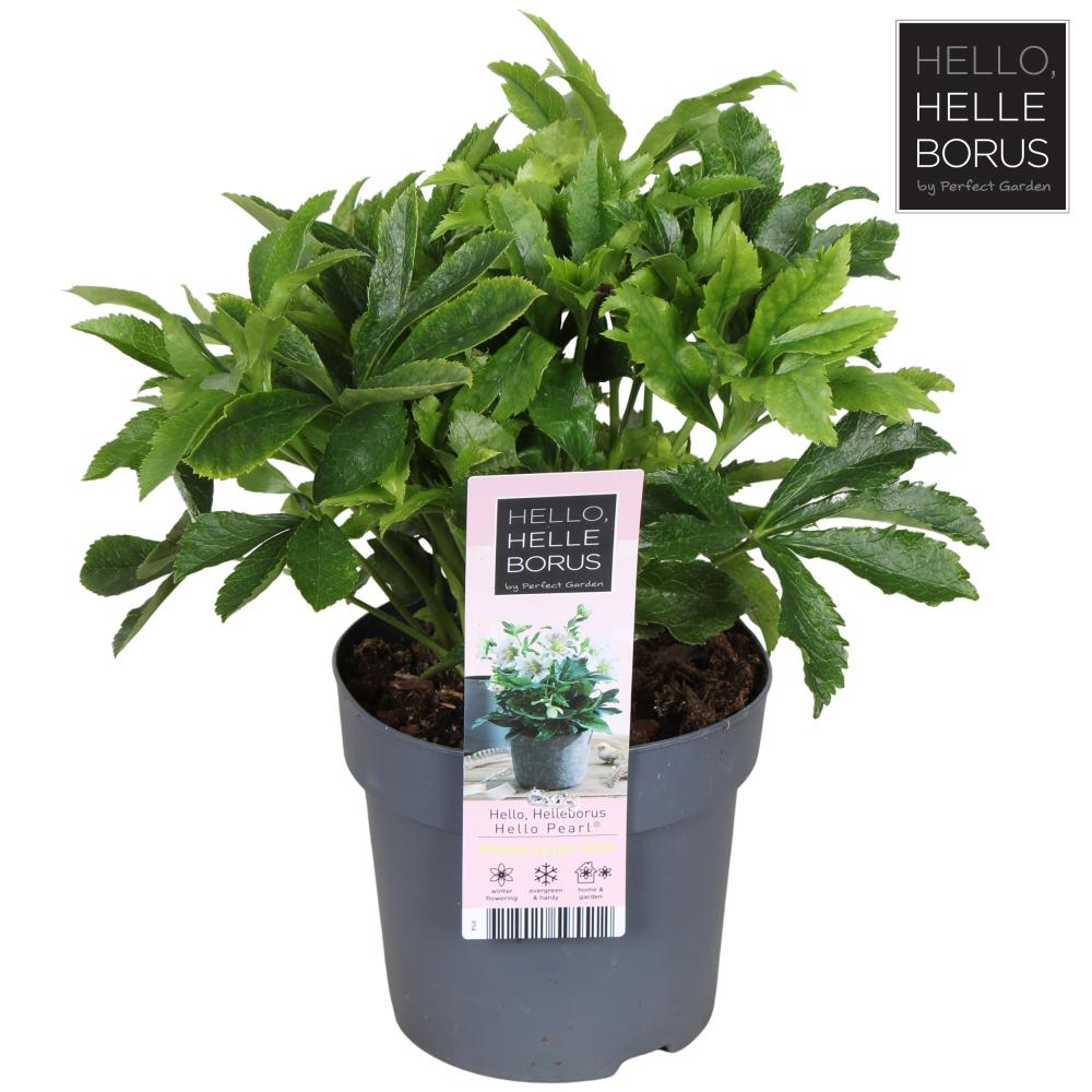 helleborus