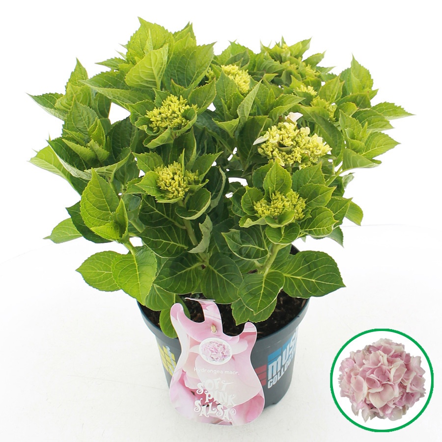 hydrangea