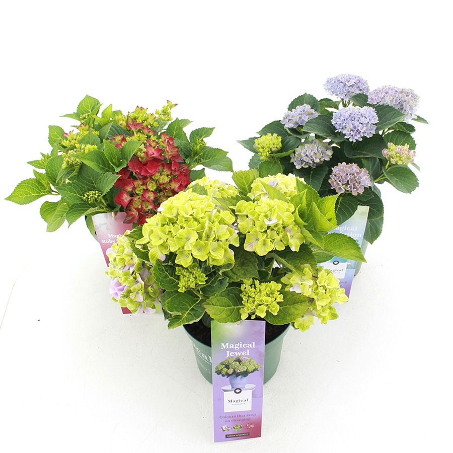 hydrangea