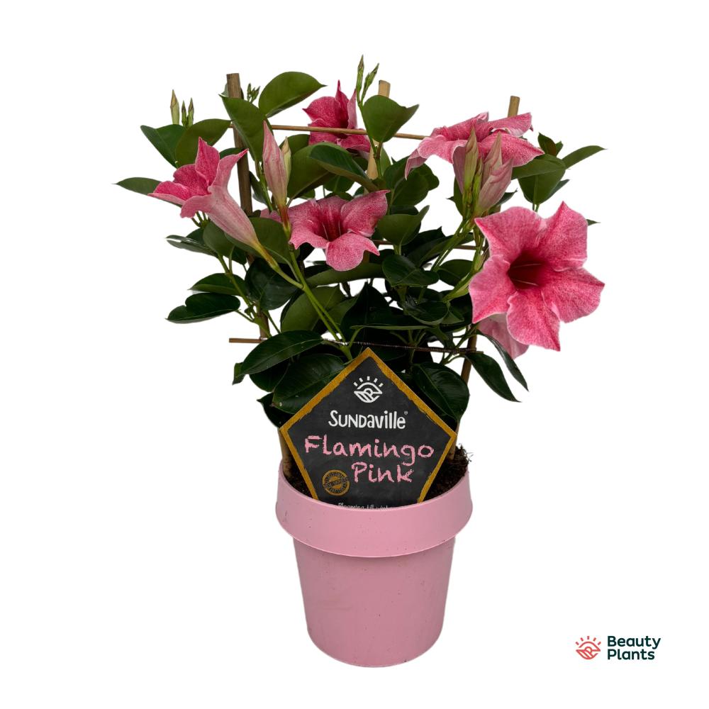 mandevilla-dipladenia