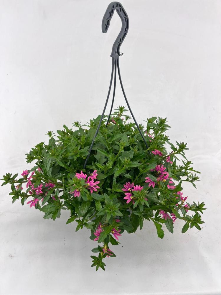 Scaevola