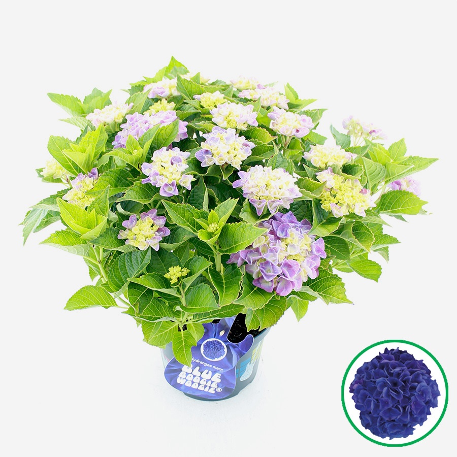 hydrangea