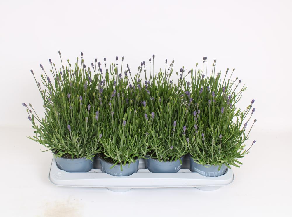 lavandula