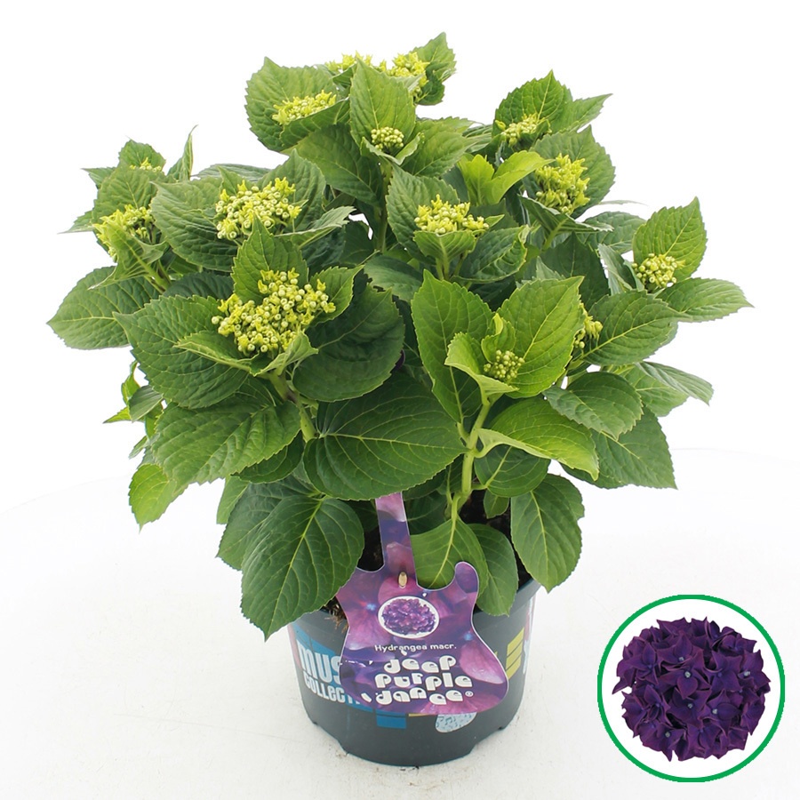 hydrangea