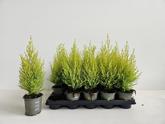 cupressus