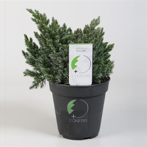 Juniperus