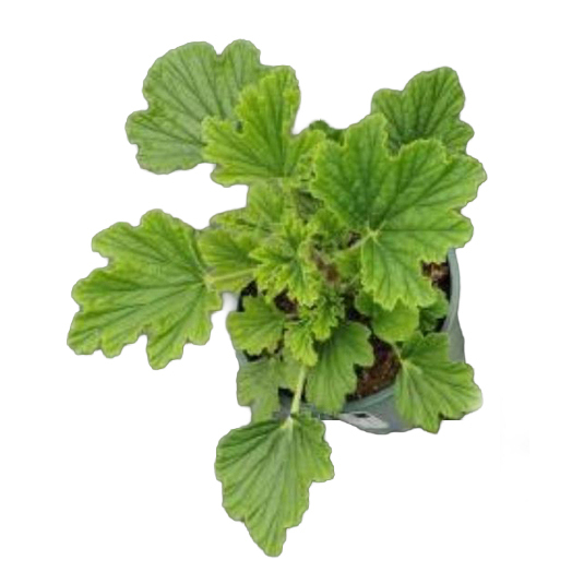 Pelargonium duftgeranie