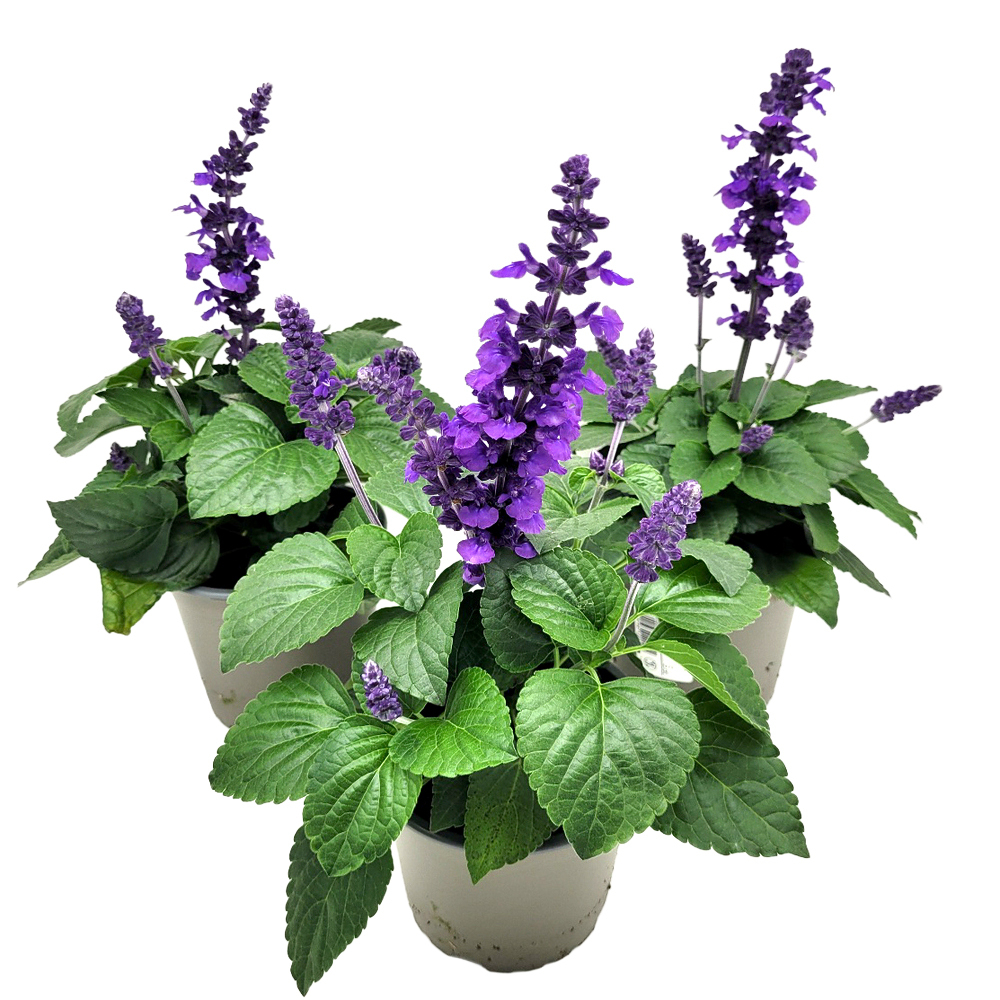 Salvia farinacea mysty blue