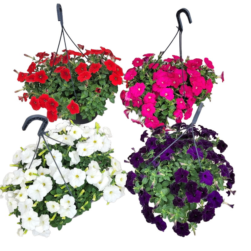 Petunia picotee