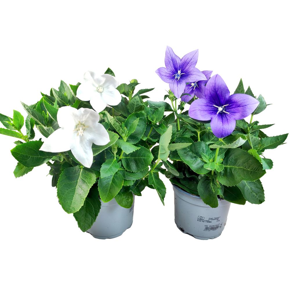 platycodon grandiflora