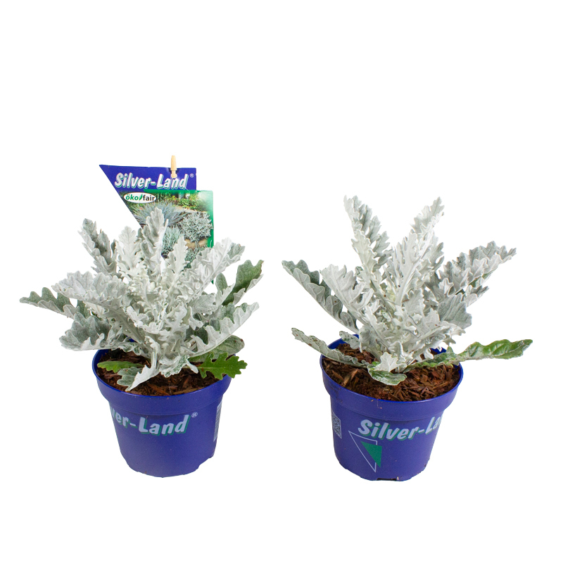 Senecio hybride winter whisper