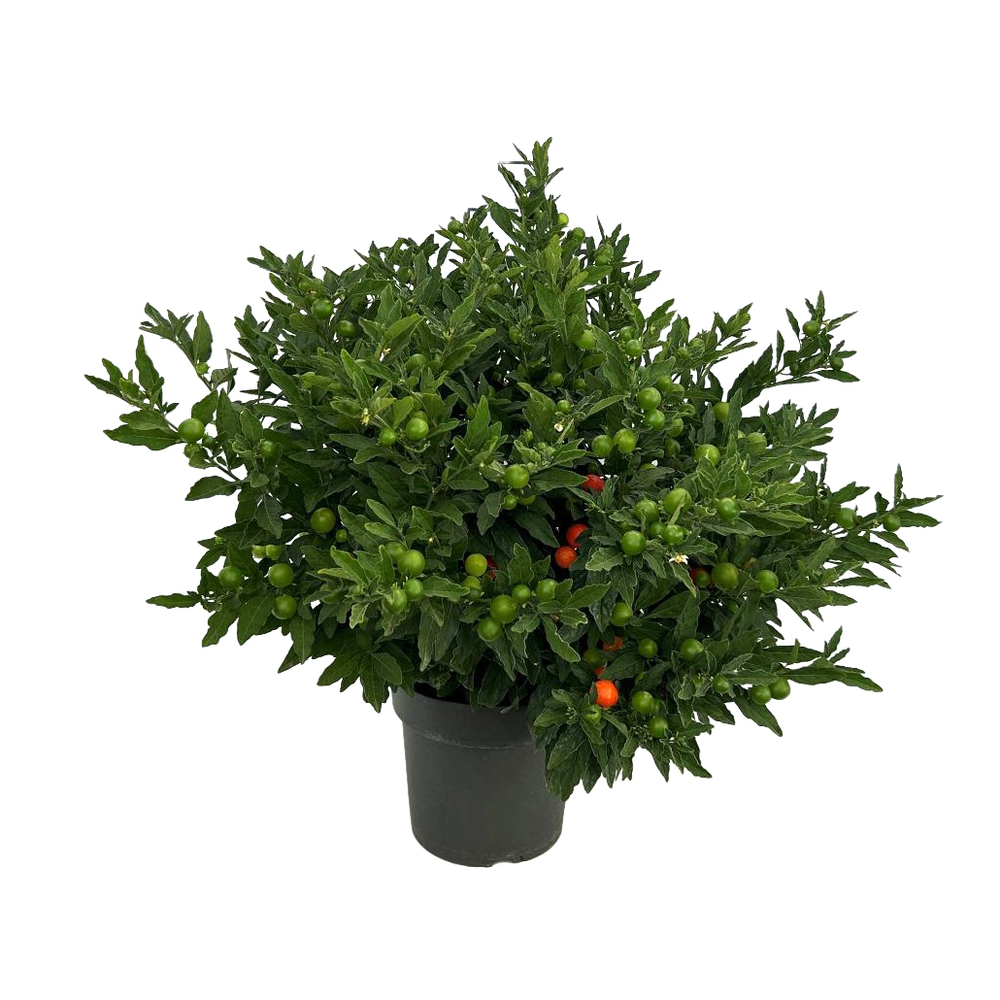 Solanum pseudocapsicum megaball