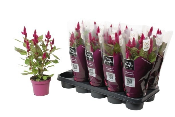 celosia
