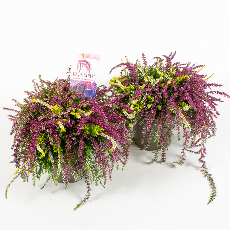 Calluna vulgaris garden girls rasta girls trio