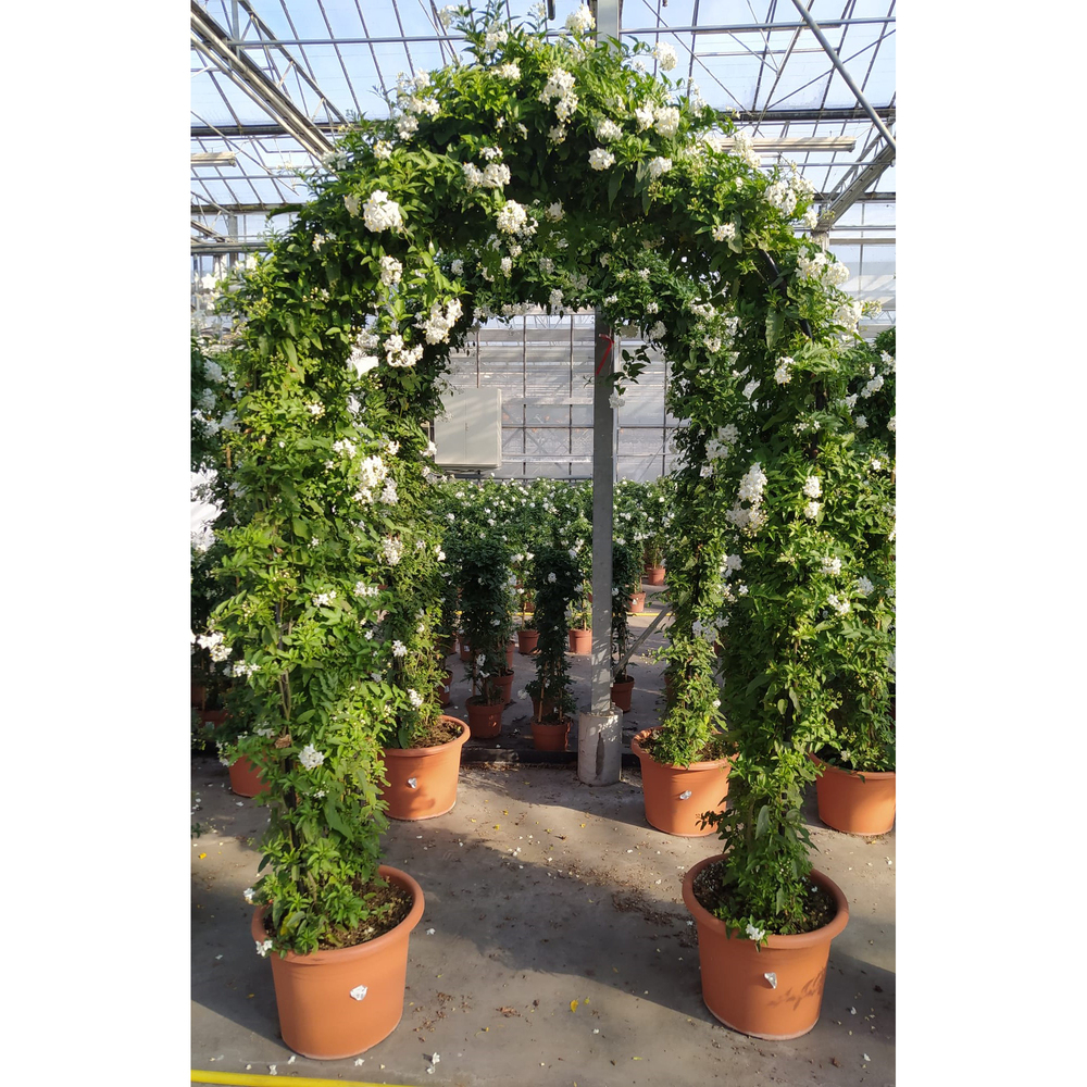 solanum jasminoides