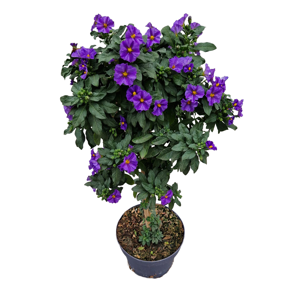 solanum | lycianthes rantonnetii