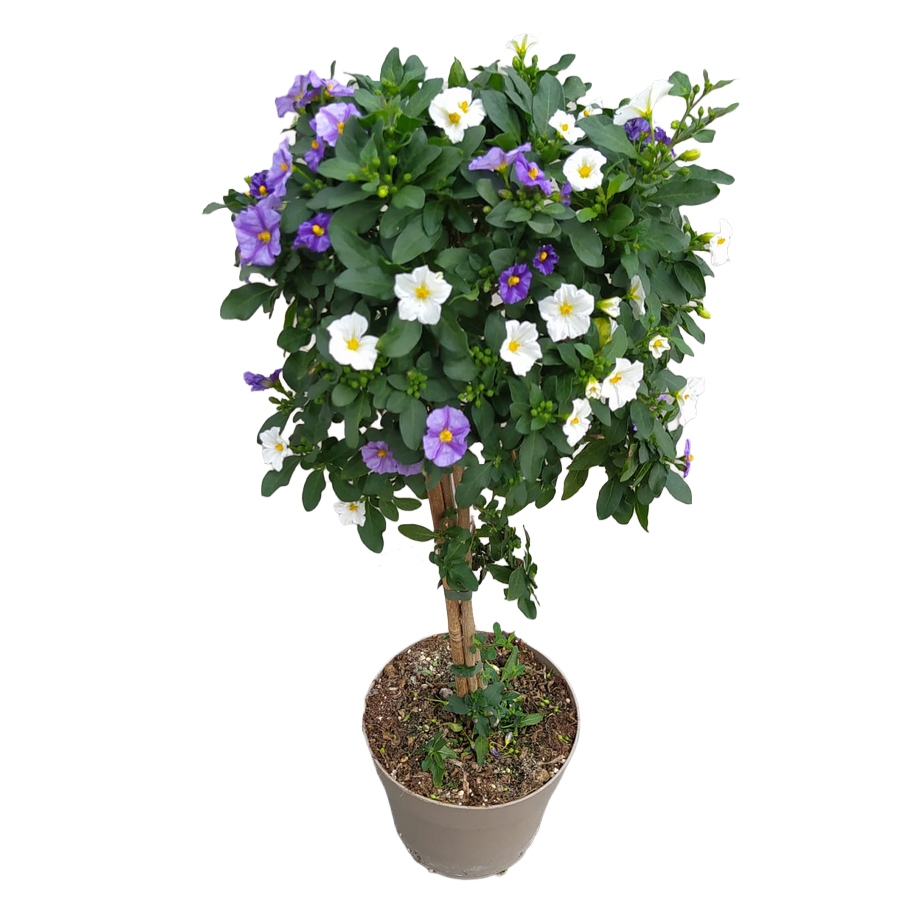 solanum | lycianthes rantonnetii twin