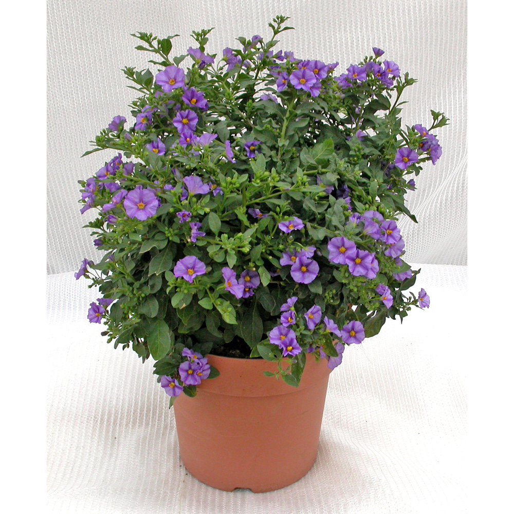 Solanum | lycianthes rantonnetii