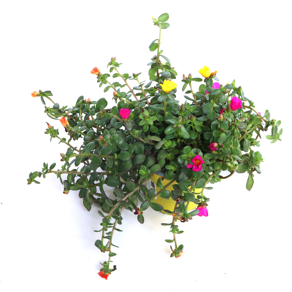 Portulaca umbraticola trio