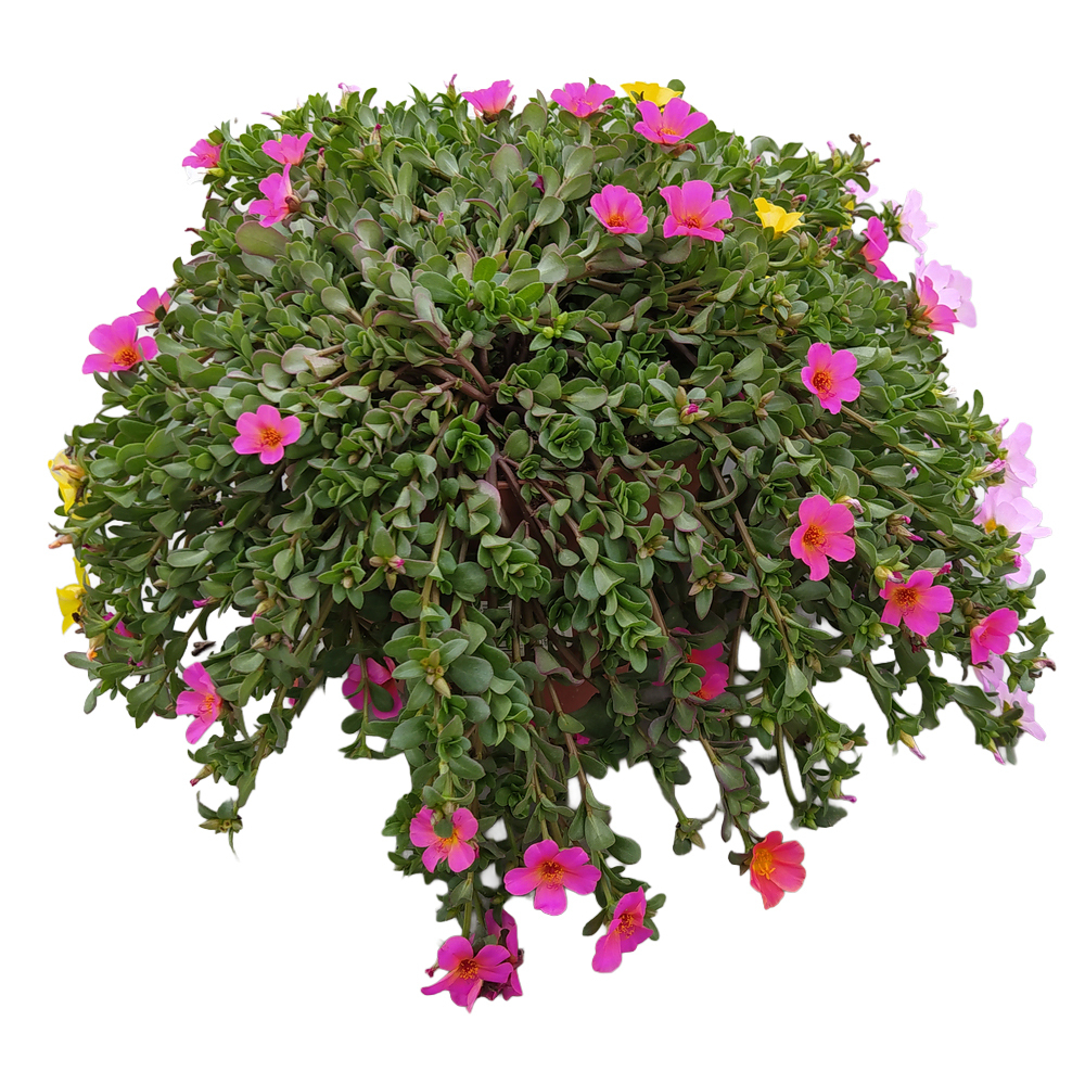 Portulaca umbraticola trio