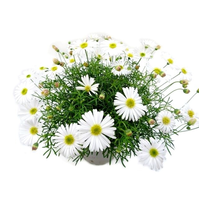 Brachyscome multifida