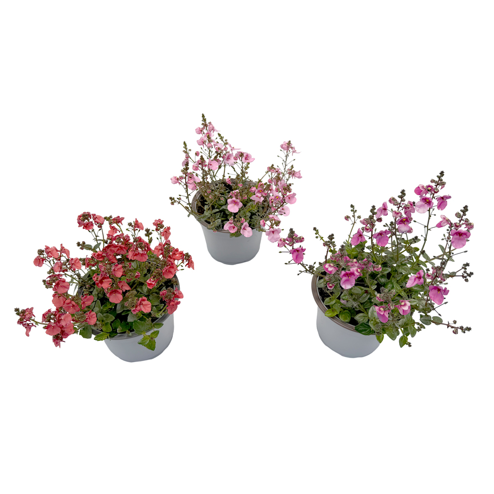 Diascia barbarae