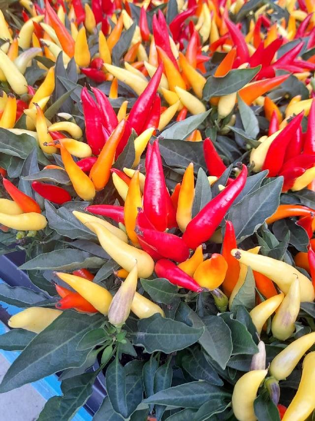 capsicum