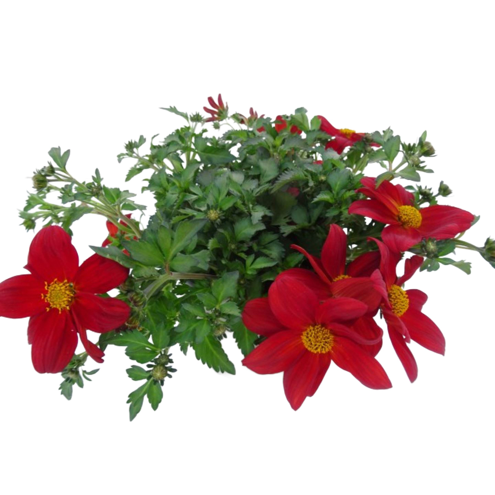 Bidens campfire firedance