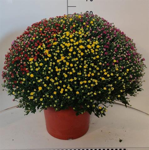 chrysanthemum multi boule