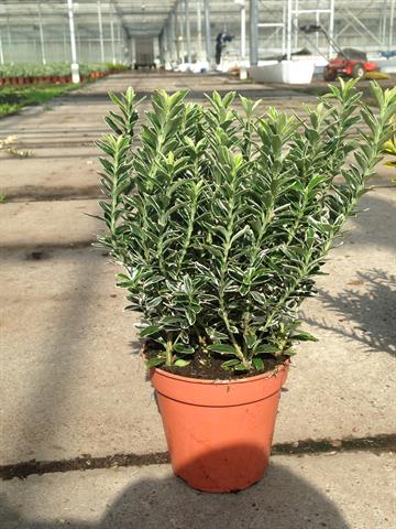 euonymus