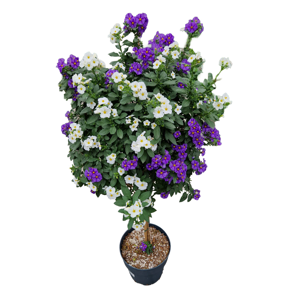 Solanum | lycianthes rantonnetii twin