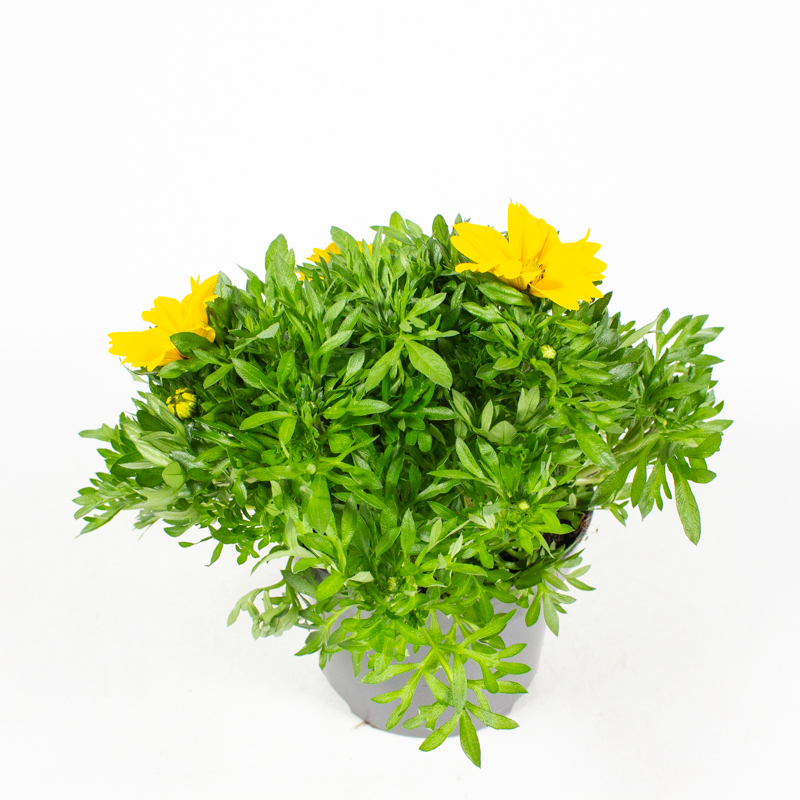 Bidens ferulifolia