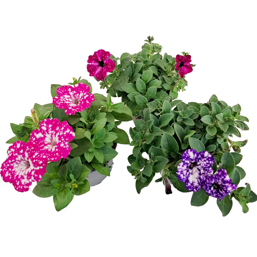 Petunia sky family