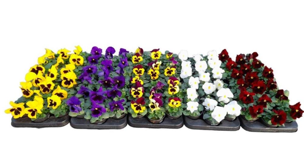 Viola pensees gr.fl.