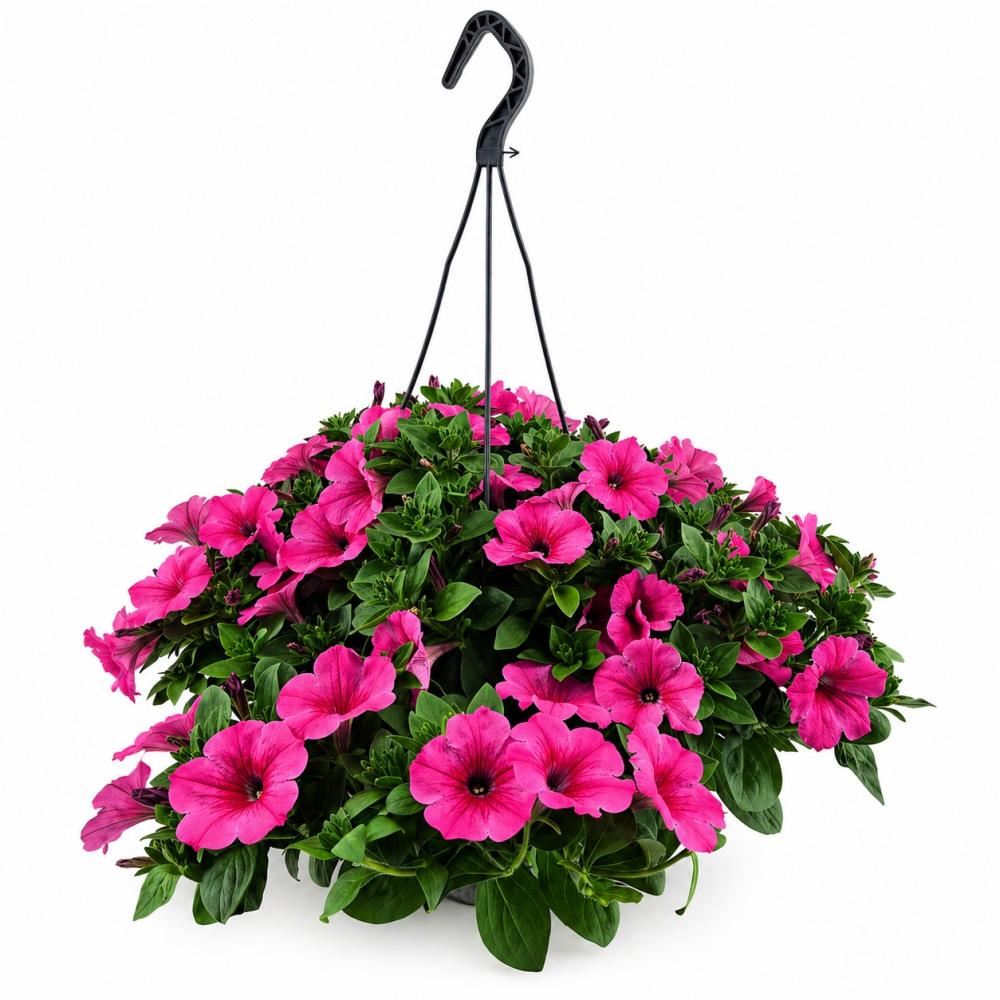 Hanging baskets