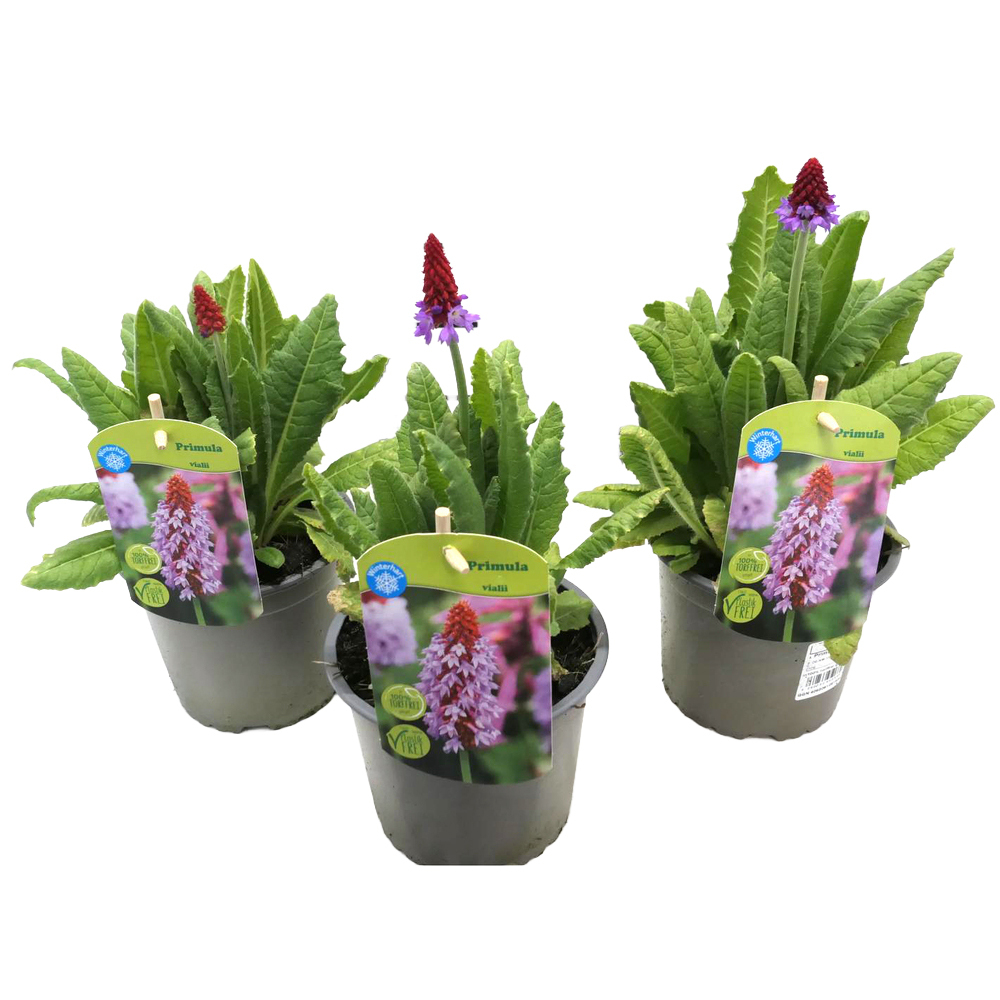 Primula vialli