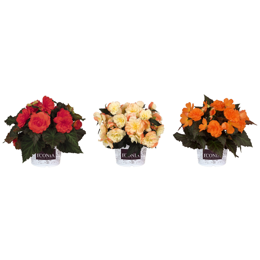 Begonia i conia