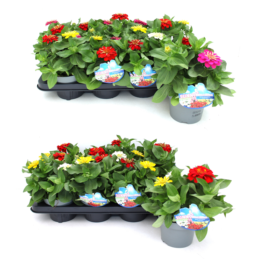 Zinnia marylandica trio