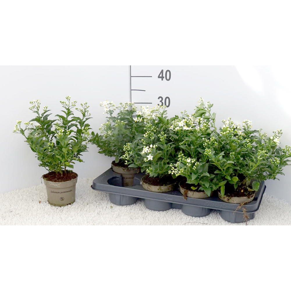 solanum jasminoides