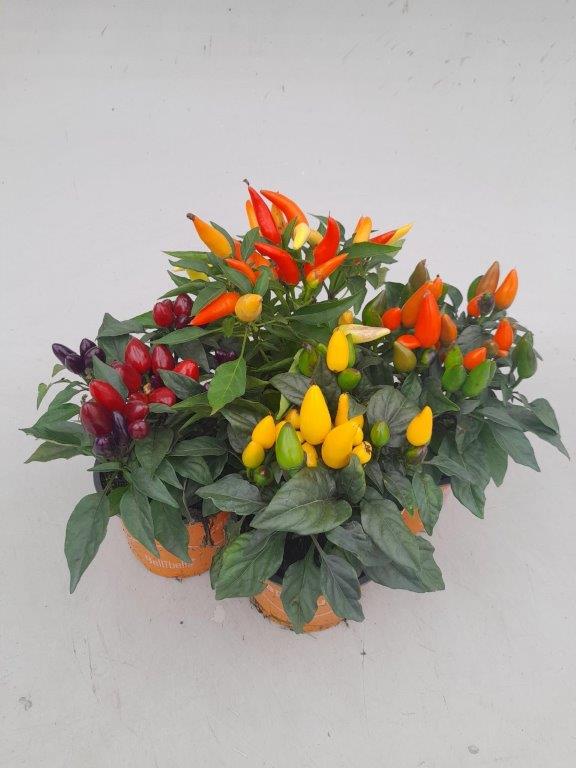 capsicum