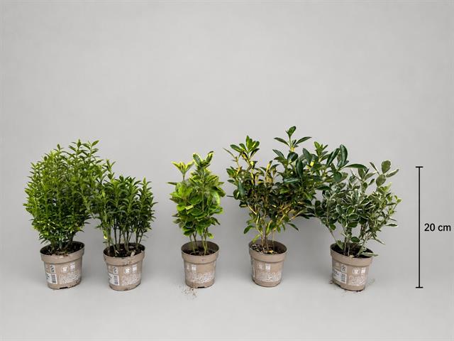 euonymus